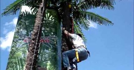 Airbound-Coconut-Climb-(2)